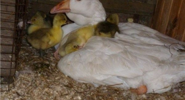 Produkce husích vajec: když tito ptáci začnou snášet doma?